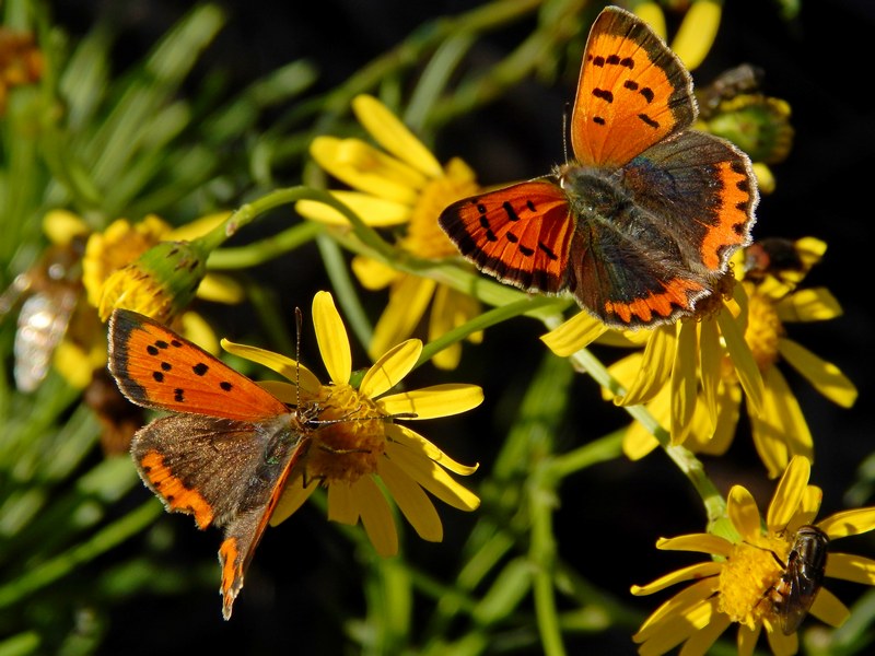 L''ultima Lycaena...